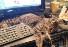 37 Gatos que não se preocupam com o seu espaço pessoal 28