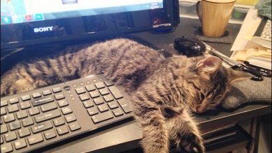 37 Gatos que não se preocupam com o seu espaço pessoal 25