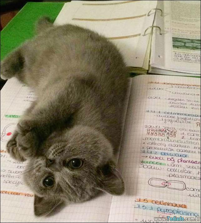 37 Gatos que não se preocupam com o seu espaço pessoal 26 gato-e-seus-espacos-26