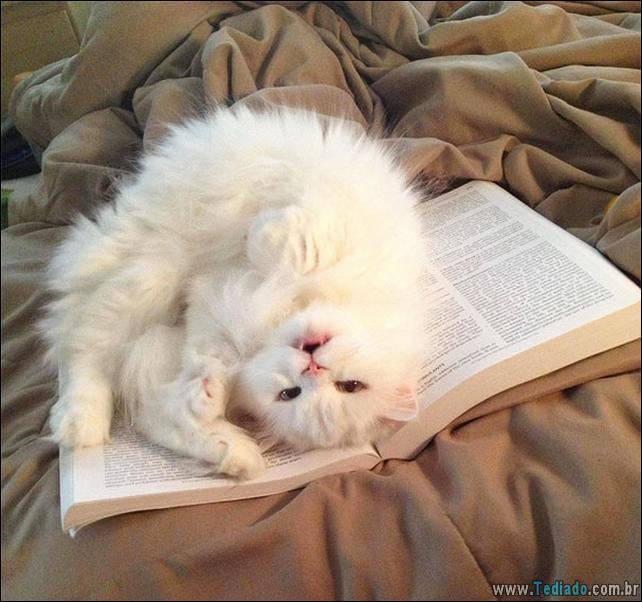 37 Gatos que não se preocupam com o seu espaço pessoal 27 gato-e-seus-espacos-27