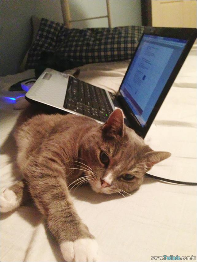 37 Gatos que não se preocupam com o seu espaço pessoal 28 gato-e-seus-espacos-28