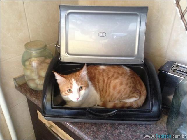 37 Gatos que não se preocupam com o seu espaço pessoal 29 gato-e-seus-espacos-29