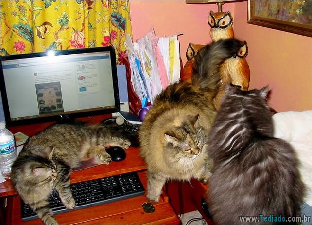 37 Gatos que não se preocupam com o seu espaço pessoal 32 gato-e-seus-espacos-32
