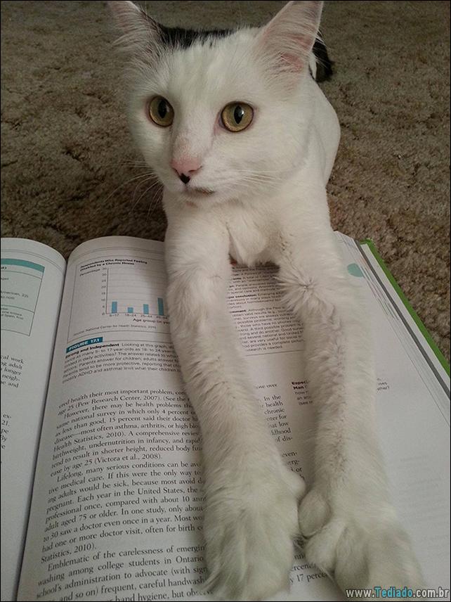 37 Gatos que não se preocupam com o seu espaço pessoal 36 gato-e-seus-espacos-36