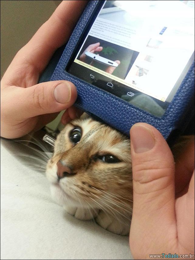 37 Gatos que não se preocupam com o seu espaço pessoal 37 gato-e-seus-espacos-37