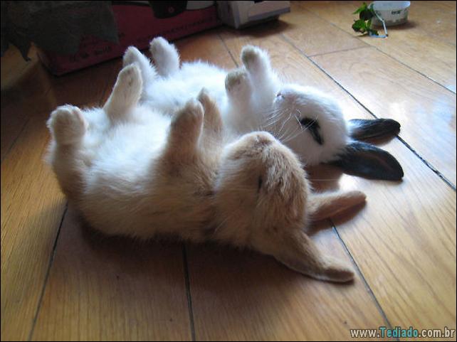 os-coelhos-mais-fofos-do-mundo-01