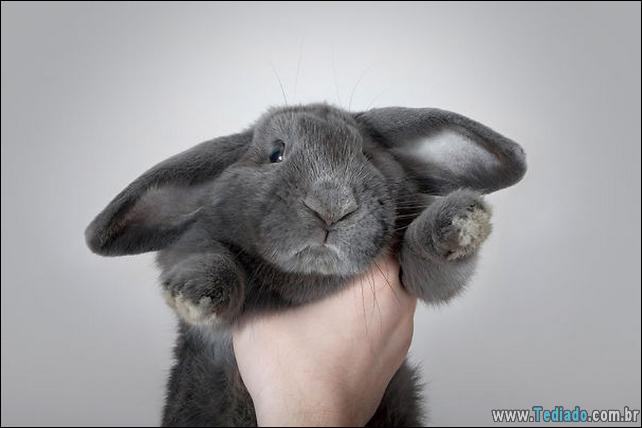 os-coelhos-mais-fofos-do-mundo-03
