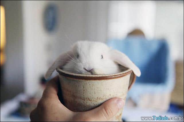 os-coelhos-mais-fofos-do-mundo-06