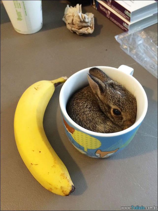 os-coelhos-mais-fofos-do-mundo-09