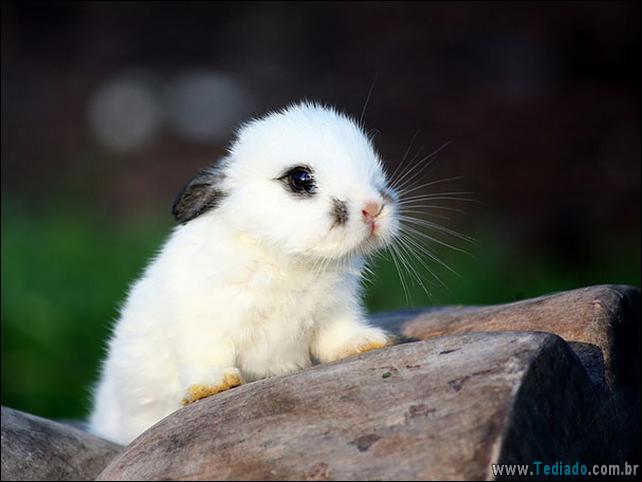 os-coelhos-mais-fofos-do-mundo-16