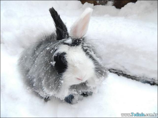 os-coelhos-mais-fofos-do-mundo-19