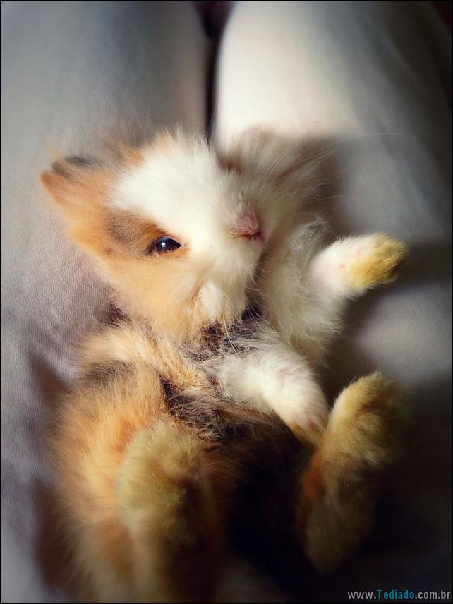 os-coelhos-mais-fofos-do-mundo-20