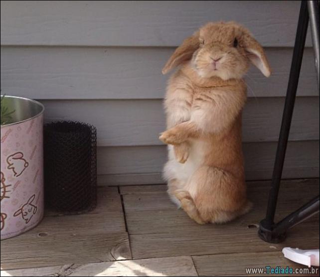 os-coelhos-mais-fofos-do-mundo-21