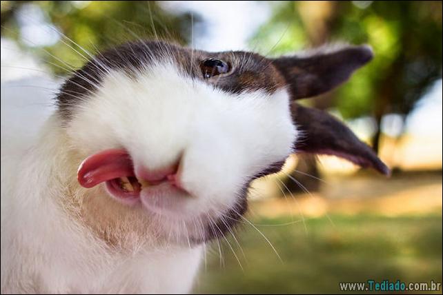 os-coelhos-mais-fofos-do-mundo-24