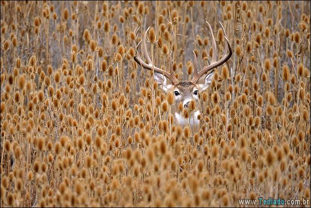 animais-que-aprecia-o-outono-magico-11