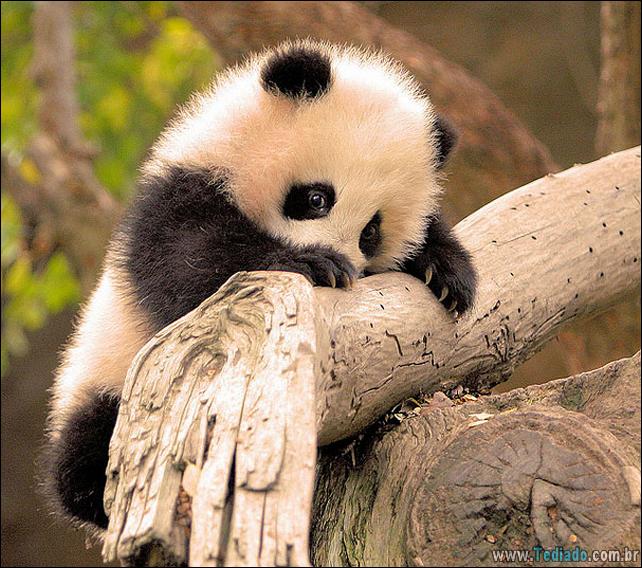 filhotes-de-animais-mais-bonitos-de-todos-os-tempos-01