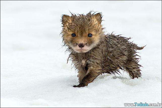 filhotes-de-animais-mais-bonitos-de-todos-os-tempos-20