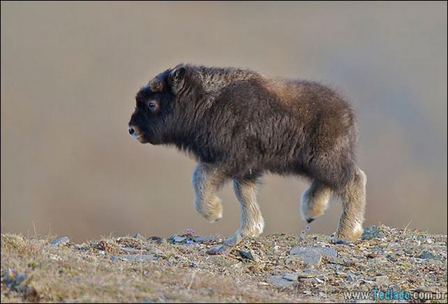 filhotes-de-animais-mais-bonitos-de-todos-os-tempos-34