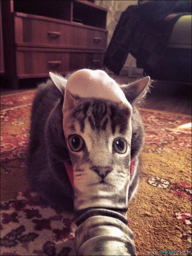 foto-de-gato-tirado-no-momento-certo-05