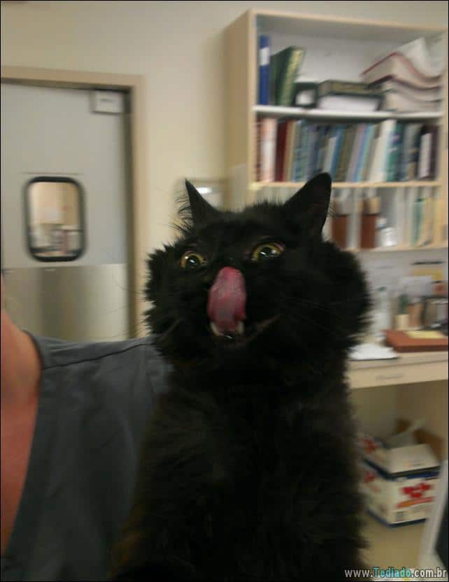 foto-de-gato-tirado-no-momento-certo-06