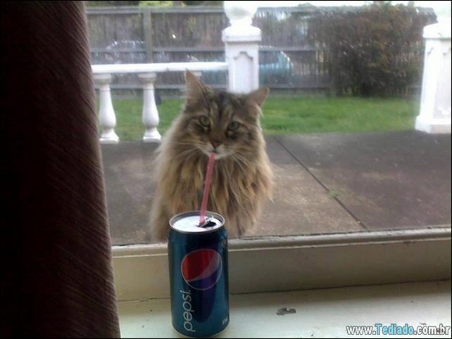 foto-de-gato-tirado-no-momento-certo-07