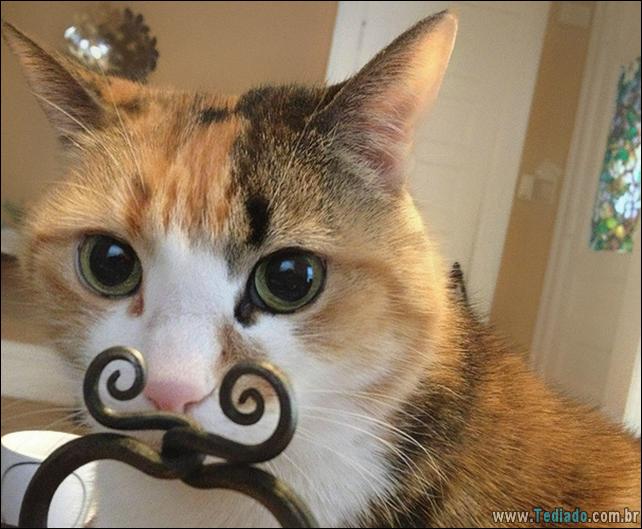 foto-de-gato-tirado-no-momento-certo-09