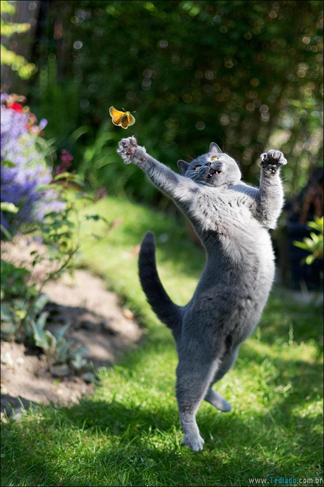 foto-de-gato-tirado-no-momento-certo-13