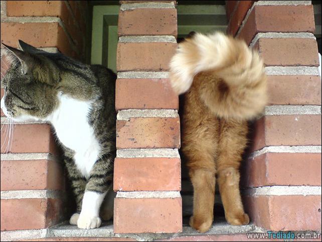 foto-de-gato-tirado-no-momento-certo-15