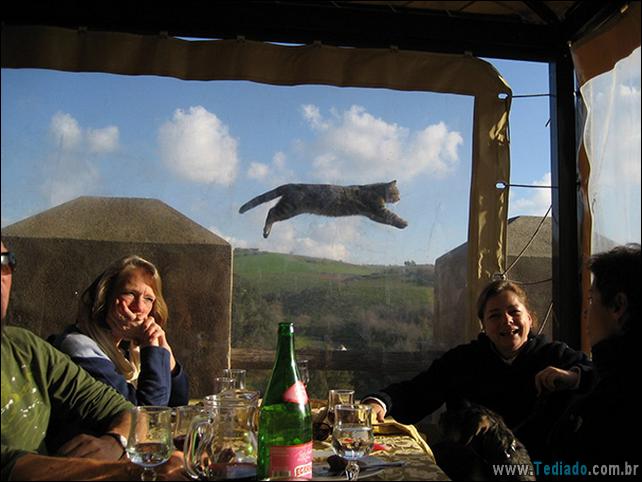 foto-de-gato-tirado-no-momento-certo-16