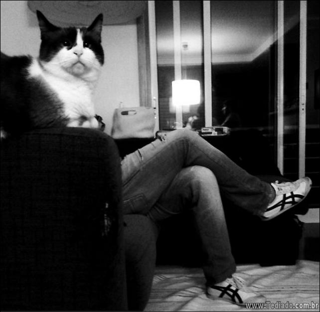 foto-de-gato-tirado-no-momento-certo-18