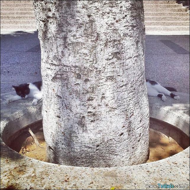 foto-de-gato-tirado-no-momento-certo-19