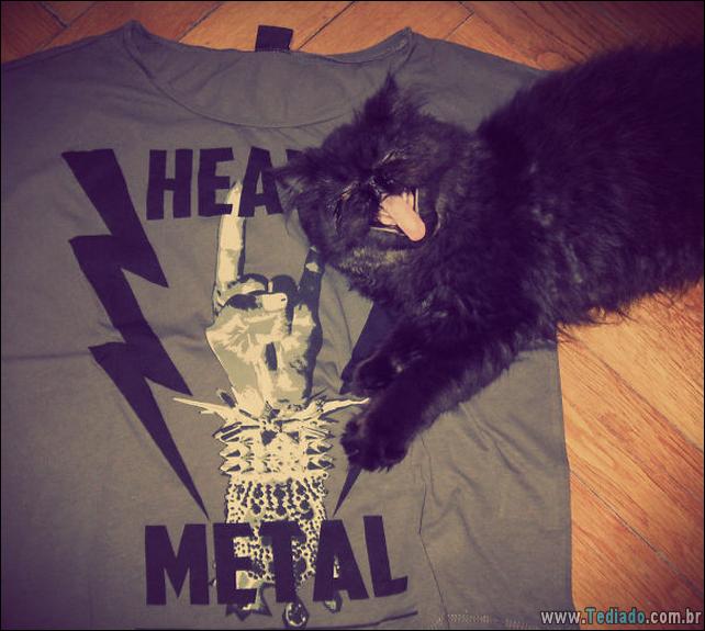 foto-de-gato-tirado-no-momento-certo-20