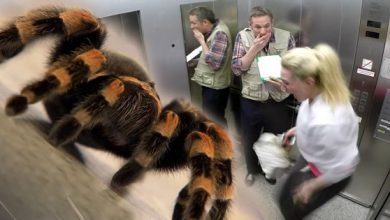 Pegadinha da aranha no elevador 5