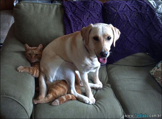 cachorros-que-nao-liga-para-seu-espaco-02