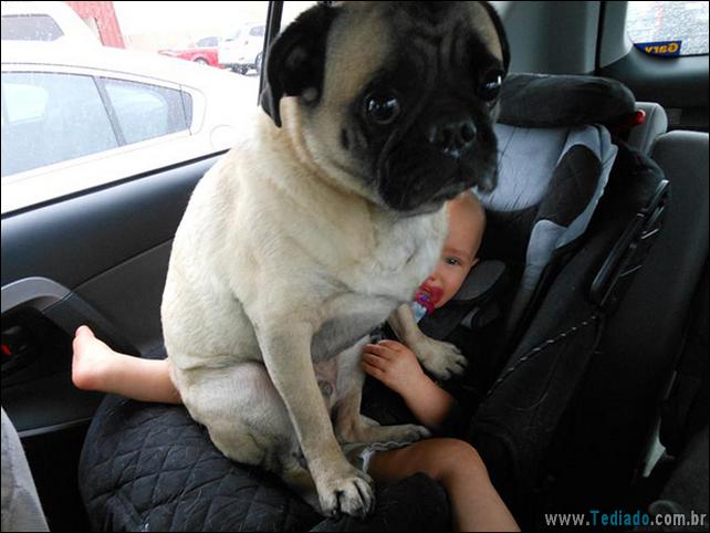 cachorros-que-nao-liga-para-seu-espaco-03