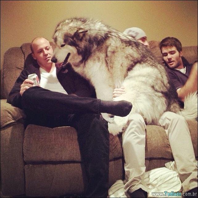 cachorros-que-nao-liga-para-seu-espaco-13