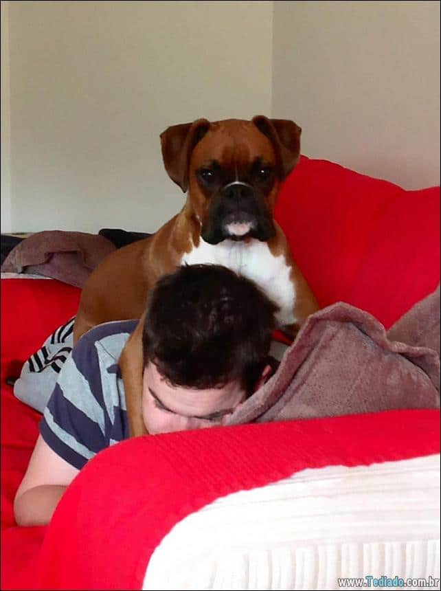 cachorros-que-nao-liga-para-seu-espaco-16