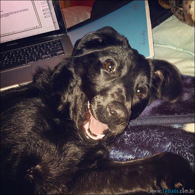 cachorros-que-nao-liga-para-seu-espaco-18