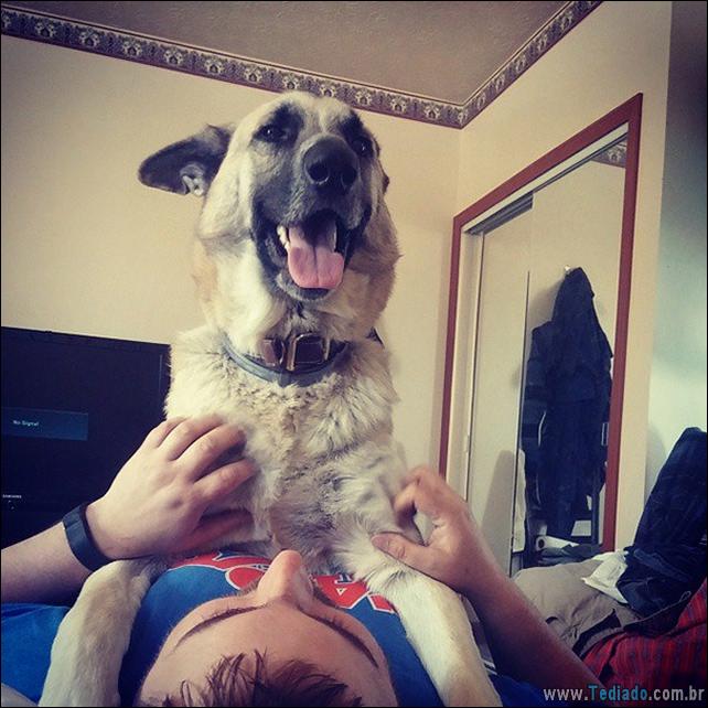 cachorros-que-nao-liga-para-seu-espaco-19