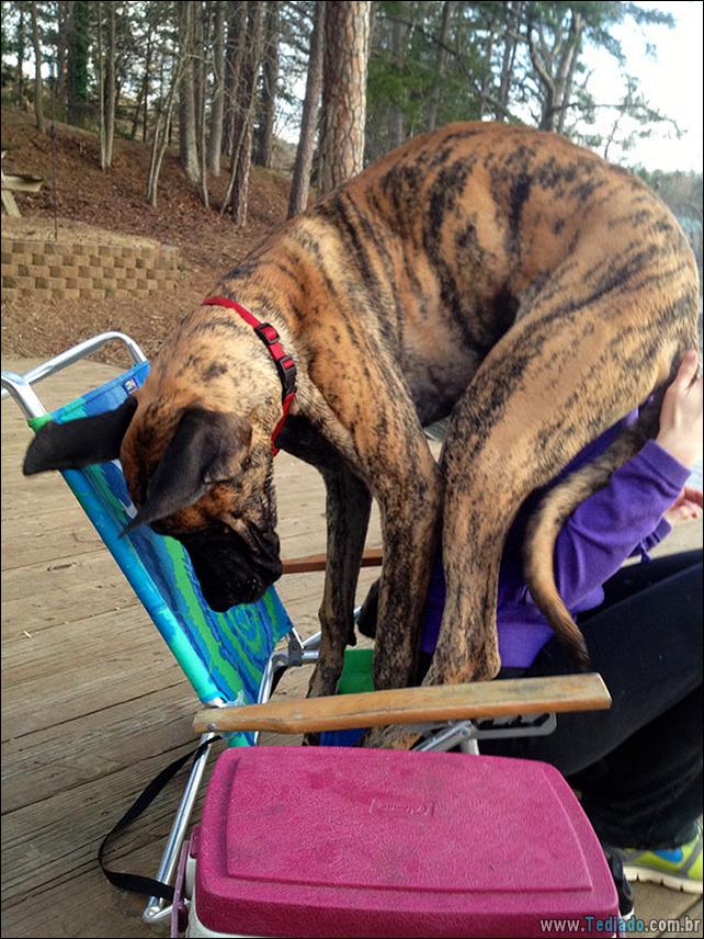 cachorros-que-nao-liga-para-seu-espaco-21