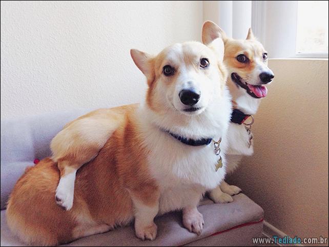 cachorros-que-nao-liga-para-seu-espaco-24