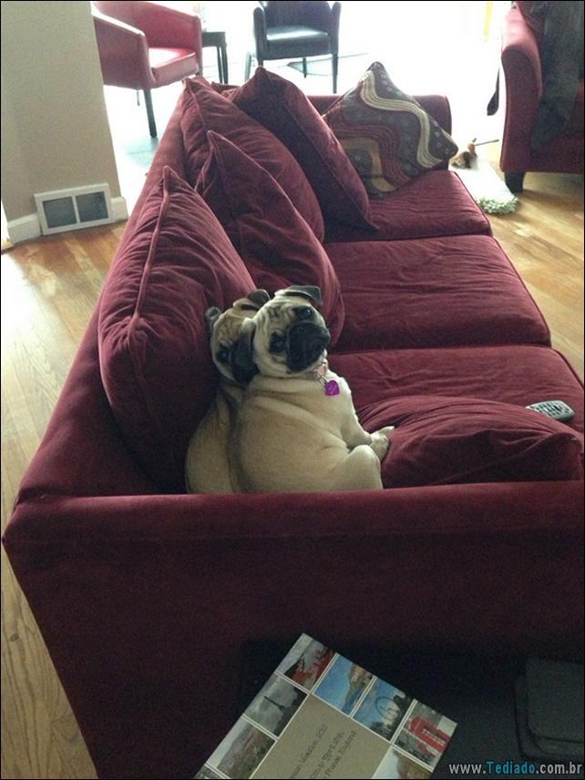 cachorros-que-nao-liga-para-seu-espaco-25