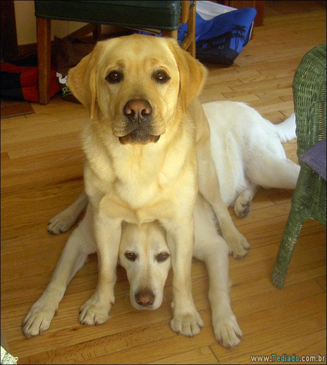 cachorros-que-nao-liga-para-seu-espaco-26