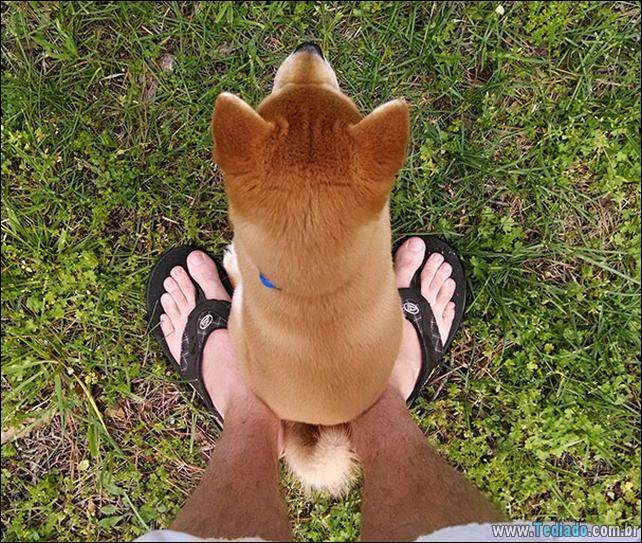 cachorros-que-nao-liga-para-seu-espaco-27