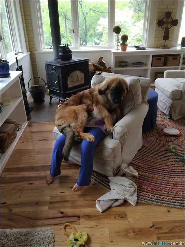 cachorros-que-nao-liga-para-seu-espaco-29