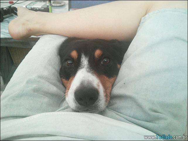 cachorros-que-nao-liga-para-seu-espaco-31