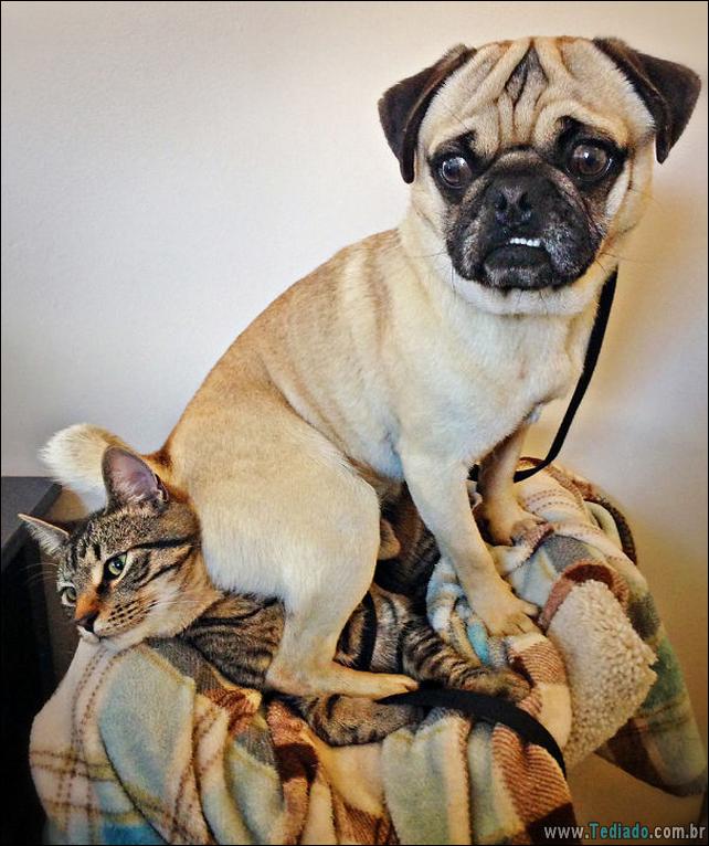 cachorros-que-nao-liga-para-seu-espaco-34