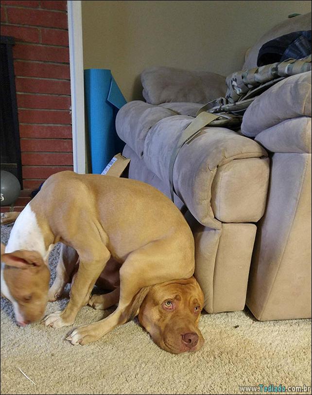 cachorros-que-nao-liga-para-seu-espaco-36