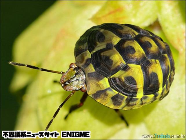 estranho-animais-hibrido-01