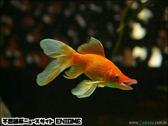 estranho-animais-hibrido-02